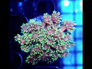 Goniopora Candy Glow WYSIWYG - DNZ / 543 – Video