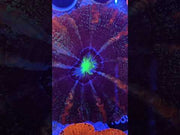 Cynarina Rainbow WYSIWYG / 1483 – Video