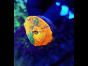 Scolymia Bleeding Apple WYSIWYG - DNZ / 649 – Video