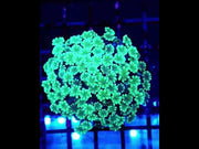 Alveopora CP Sunflare Bloom WYSIWYG - DNZ / 8406-R – Video