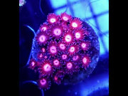 Goniopora Supernova Rose WYSIWYG - DNZ / 3076 – Video