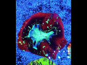 Trachyphyllia Rainbow WYSIWYG / 1437 – Video