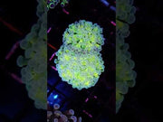 Euphyllia Hybrid Hammer Gold Stem Premium 2 Köpfe WYSIWYG / 133 – Video