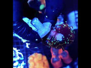 Euphyllia Glabrescens Tamer Golden Torch 2 Köpfe WYSIWYG - DNZ / 705 – Video