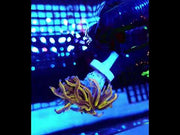 Euphyllia Glabrescens Golden Torch 24K WYSIWYG - DNZ / 554 – Video