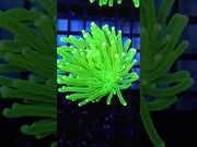 Euphyllia glabrescens torch Hulk WYSIWYG / 504 – Video