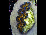 Tridacna Crocea 4 - 5 cm WYSIWYG / 1453 -D – Video