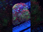 Catalaphyllia jardinei XXL WYSIWYG / 1466-L – Video