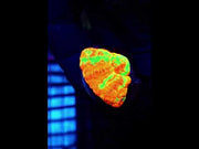Scolymia Bleeding Apple WYSIWYG - DNZ / 572 – Video