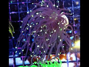 Euphyllia Glabrescens Black Torch WYSIWYG - DNZ / 722 – Video