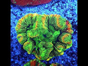 Trachyphyllia Rainbow WYSIWYG / 8409 – Video