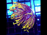 Euphyllia Glabrescens Golden Torch 24K WYSIWYG - DNZ / 554 – Video