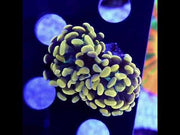 Euphyllia Branching Hammer Orange WYSIWYG - DNZ / 395 – Video