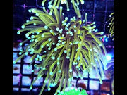 Euphyllia Glabrescens Tamer Golden Torch WYSIWYG / 591 – Video