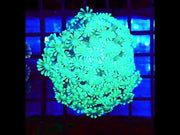 Alveopora CP Frozen Reef WYSIWYG - DNZ / 1452 -R – Video