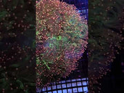 Catalaphyllia jardinei XXL WYSIWYG / 1466-L – Video