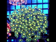 Goniopora XL WYSIWYG / 1459-L – Video