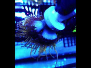 Euphyllia glabrescens Holy Grail Rapunzel Torch 3 Köpfe WYSIWYG - DNZ / 672 – Video