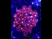 Goniopora Cherry Blossom WYSIWYG / 653 – Video
