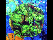 Trachyphyllia Rainbow WYSIWYG / 1981 – Video