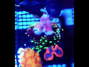 Euphyllia Glabrescens Golden Torch Dragon Soul 3 Köpfe WYSIWYG - DNZ / 455 – Video
