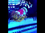 Euphyllia glabrescens Holy Grail Rapunzel Torch 3 Köpfe WYSIWYG - DNZ / 567 – Video