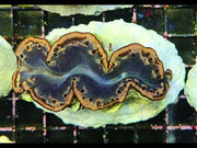 Tridacna maxima 5 - 6 cm WYSIWYG / 1464-U – Video
