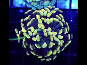 Euphyllia Branching Hammer Golden Nugget WYSIWYG - DNZ / 149 – Video