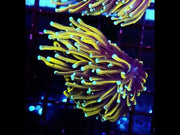 CoralPrime WYSIWYG 663 – Video 1