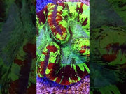 Trachyphyllia Rainbow WYSIWYG / 1407 – Video