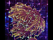 Euphyllia Glabrescens Golden Torch Hellfire 3 Köpfe WYSIWYG - DNZ / 625 – Video