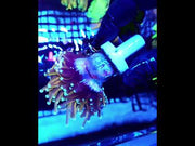Euphyllia Glabrescens Tamer Golden Torch WYSIWYG / 587 – Video