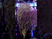 Euphyllia glabrescens Holy Grail Rapunzel Torch 3 Köpfe WYSIWYG - DNZ / 472 – Video