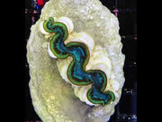 Tridacna maxima 4 - 5 cm WYSIWYG / 1951 -U – Video