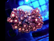 Goniopora Lavandula WYSIWYG - DNZ / 642 – Video