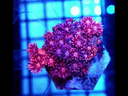Goniopora Starburst Kiss WYSIWYG - DNZ / 780 – Video