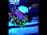 Euphyllia Glabrescens Black Torch gelb Tipps Premium WYSIWYG / 743 – Video