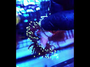Euphyllia Glabrescens Black Torch gelb Tipps 2 Köpfe WYSIWYG - DNZ / 234 – Video