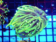 Euphyllia Glabrescens Limelight Torch Premium WYSIWYG / 668 – Video