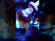 Euphyllia glabrescens Holy Grail Rapunzel Torch WYSIWYG - DNZ / 783 – Video