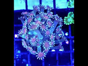 Alveopora CP Cherry Frost WYSIWYG - DNZ / 3553 - L – Video