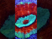acanthophyllia mastergrade WYSIWYG / 1495 – Video