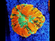 acanthophyllia mastergrade WYSIWYG / 1404 – Video