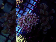 Euphyllia Paraancora Branching Hammer Golden Galaxy WYSIWYG - DNZ / 086 – Video