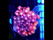 Goniopora Lavender Mist WYSIWYG - DNZ / 418 – Video