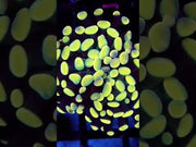 Euphyllia Branching Hammer Golden Nugget WYSIWYG - DNZ / 460 – Video