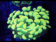 Euphyllia Branching Hammer CP Limecoil WYSIWYG - DNZ / 248 – Video