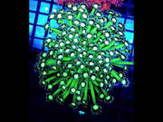 Goniopora XL WYSIWYG / 1462 -L – Video