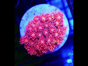 Goniopora Sakura Dream WYSIWYG - DNZ / 628 – Video