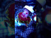 Euphyllia Glabrescens Tamer Golden Torch WYSIWYG / 431 – Video